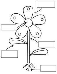 Image Result For صورة اجزاء النبات للتلوين Preschool Science Kindergarten Science Plant Science