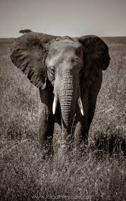 The Serengeti In Black And White African Wildlife Photography Wild Animals Photography Animal Photography Wildlife