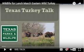 Our ranches have excellent populations of mature rio grande gobblers. Turkey In Texas Tpwd Game Management