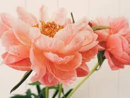 Order by 2pm in your mom's time zone, and we'll deliver her gorgeous flowers even on mothering sunday. 15 Best Flower Delivery Services For Mother S Day In 2021 Self