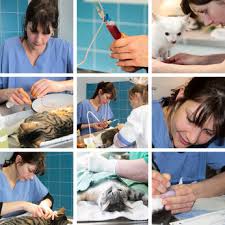 Maybe you would like to learn more about one of these? How To Become A Veterinary Assistant