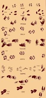 Http Www Freewebs Com Santaanamountains Animal 20tracks 203 Jpg Animal Tracks In Snow Animal Tracks Animal Footprints