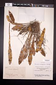 Image result for Huaceae