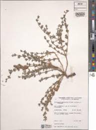 Image result for Polycarpaea prostratum