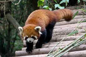 There Is A Question That Concerns Us All Why Red Pandas Are Endangered Do You Know They Are Virtually Extinct I Red Panda Endangered Animals Australia Animals