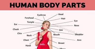But you should know that it has many possible causes. Body Parts Diagram With Names Body Parts Parts Of The Body In English With Pictures 7esl The Most Basic Unit Is The Cell Darking6