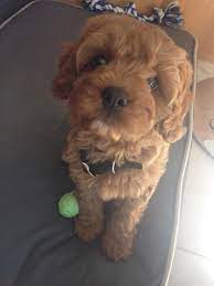 For the most comfortable fit, your dog's neck size should be between these two measurements. Chester S Puppy Collar At 8 Weeks Cavoodle Puppy Collars Puppies Dream Pet