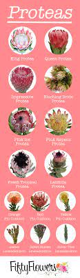 Protea Can Easily Add Texture And Drama To Any Arrangement Check Out Our Protea Selection At Fiftyflow Protea Flower Planting Flowers Tropical Wedding Flowers