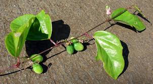 Image result for Passiflora suberosa