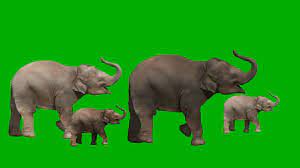 Free Green Screen Video Elephant Family Walking Elephant Family Greenscreen Free Green Screen