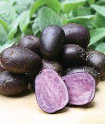 Potato Purple Majestythese Lovely Spudlets Make The Best Potato Salad Ever Purple Potatoes Purple Vegetables Potato Varieties