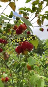 Image result for magnolia genia