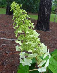 Oakleaf hydrangea transplants easily and has a very coarse texture and good red fall color. Check Out This Alternative Hydrangea