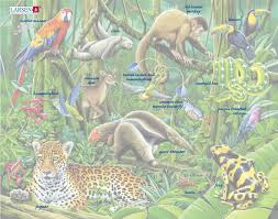 The south american rainforest is the most exstinced rainforest in the world. Maxi Puzzle South American Rainforest Larsen Sustainable Educational Products Toys