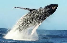 But the boat was getting ready to leave when captain penny graham heard another whale coming up to breach. Meet Kohola The Humpback Whale The Garden Island