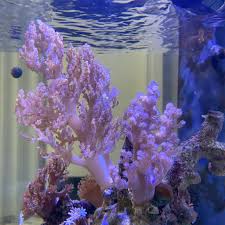 チヂミトサカ｜熱帯魚