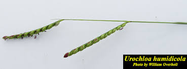 Image result for Urochloa dictyoneura