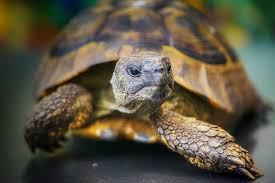 500+ vectors, stock photos & psd files. Turtle Head Slowly Animal Reptile Nature Armored Creature Face Pikist