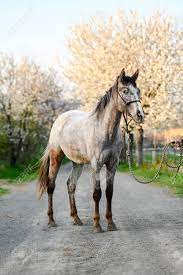 Check spelling or type a new query. Portrait Of Amazing Animal Beautiful Horse On Nature Background Stock Photo Picture And Royalty Free Image Image 143115244