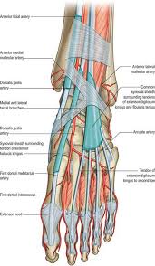 It is directed medialward as a double layer, one lamina passing in front of,. Ankle And Foot Clinical Gate