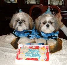 Pin On Shih Tzu
