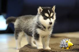 3 remaining healthy beautiful kc registered husky puppies available , 2 boys 1 girls available they will be wormed every 2 weeks and will leave fully vaccinated at 8 weeks and be microchipped,they will be ready to. Watch Abandoned Husky Cross Breed Puppy May Have Been Victim Of Trafficking Liverpool Echo