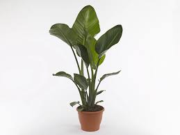 Image result for Strelitzia alba