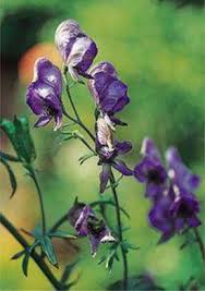 Aconitum The Most Important Genera And Species From A To Z The Encyclopedia Of Psychoactive Plants Ethnopharmacology And Its Applications