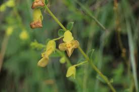 Image result for Tinnea galpinii