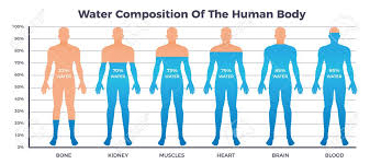 body and water chart with water composition of human body symbols