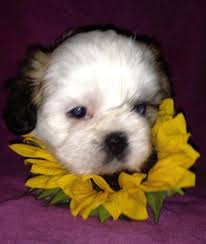 Check spelling or type a new query. Teddy Bear Pups For Sale For Sale In Little Falls Minnesota Classified Americanlisted Com