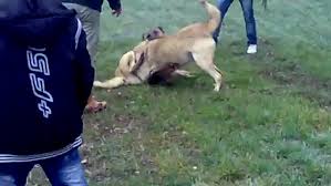 Pusat Ve Evcilinin Kangal Dailymotion Video