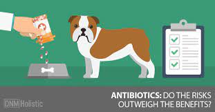Three Things Dog Owners Should Know About Antibiotics Dogs Naturally