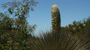 Maybe you would like to learn more about one of these? Rare 100 Year Flower Blooms In California Cbs News