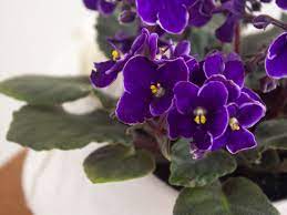 Maybe you would like to learn more about one of these? African Violet Plant Care Growing Guide