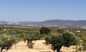 Huile D Olive Bio Almazara San Cristobal Paniers D Irigny
