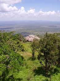 Image result for Haumaniastrum villosum