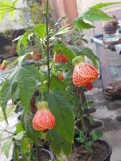 Image result for Alantsilodendron pilosum