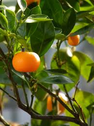 Mandarin Orange Wikipedia