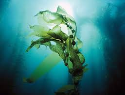Kelp Floating Underwater Underwater Plants Underwater Drawing Sea Plants