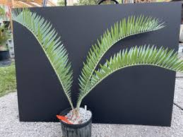 Image result for Encephalartos munchii