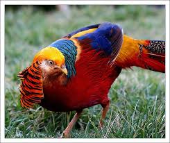 Red Golden Pheasant Golden Pheasant Pheasant Red Golden Pheasant