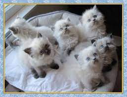 Himalayan Kittens Himalayan Kitten Himalayan Cat Cute Cats