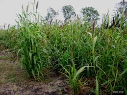 Image result for Cenchrus unisetus