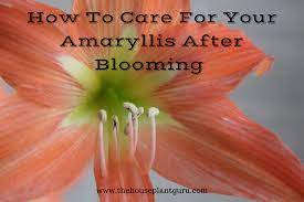 Daffodil foliage tends to get floppy and look a little unruly. How To Care For Your Amaryllis After Blooming The Houseplant Guru