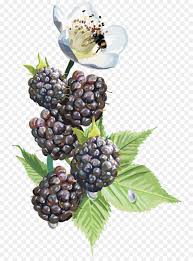 Raspberry fruit is an important commercial crop that is widely grown in all temperate regions of the the raspberry fruit contains a number of beneficial phytochemicals, making it a delicious and. Fruit Tree Png Download 800 1207 Free Transparent Name Png Download Cleanpng Kisspng