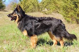 German shepherds are dogkind's finest herding and guardian dogs. Bohemian Shepherd Dog Breed Information American Kennel Club
