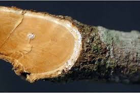 Image result for Hunteria zeylanica