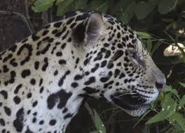 Express your street style with comfortable and breathable leopard print leggings wholesale at alibaba.com. Panthera An Overview Sciencedirect Topics