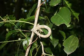 Image result for Hippocratea volkensii